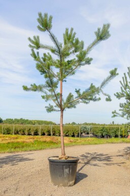 Gewöhnliche Kiefer Pinus sylvestris Hochstamm Pinus sylvestris Hochstamm