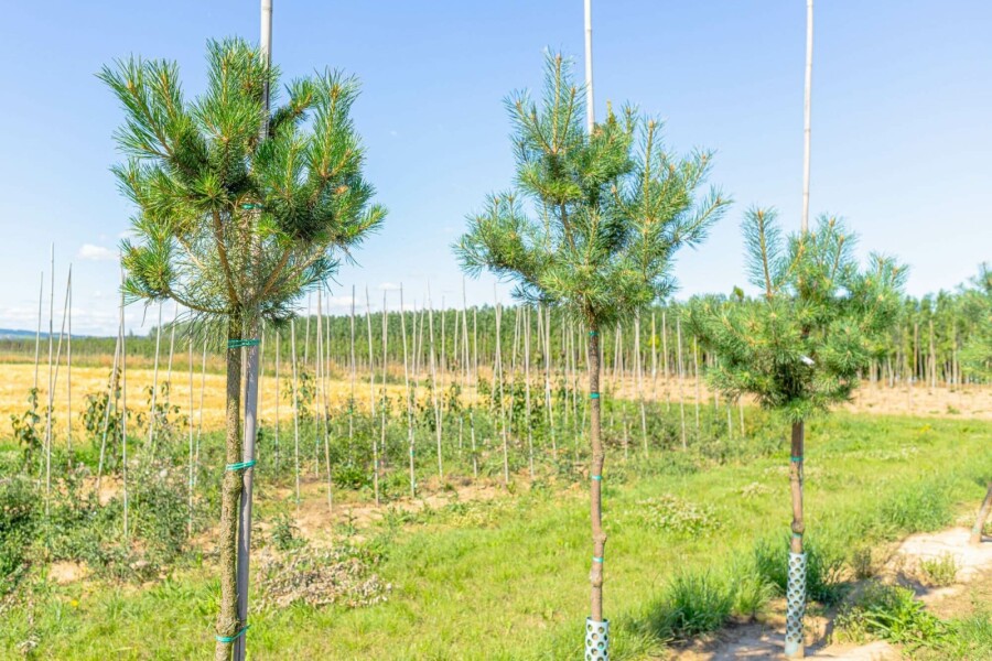 Gewöhnliche Kiefer Pinus sylvestris Hochstamm Stammumfang 10-12 T Pinus sylvestris Hochstamm 10/12