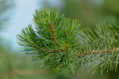 Gewöhnliche Kiefer Pinus sylvestris Hochstamm Stammumfang 10-12 T Pinus sylvestris Hochstamm 10/12