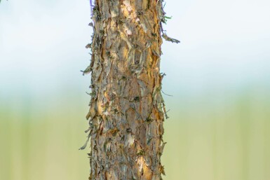 Gewöhnliche Kiefer Pinus sylvestris Hochstamm Stammumfang 10-12 T Pinus sylvestris Hochstamm 10/12