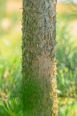 Gewöhnliche Kiefer Pinus sylvestris Hochstamm Stammumfang 10-12 T Pinus sylvestris Hochstamm 10/12