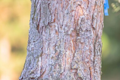 Gewöhnliche Kiefer Pinus sylvestris Hochstamm Stammumfang 10-12 T Pinus sylvestris Hochstamm 10/12