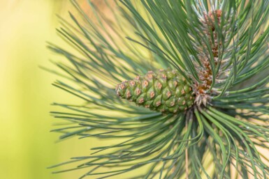 Gewöhnliche Kiefer Pinus sylvestris Hochstamm Stammumfang 10-12 T Pinus sylvestris Hochstamm 10/12