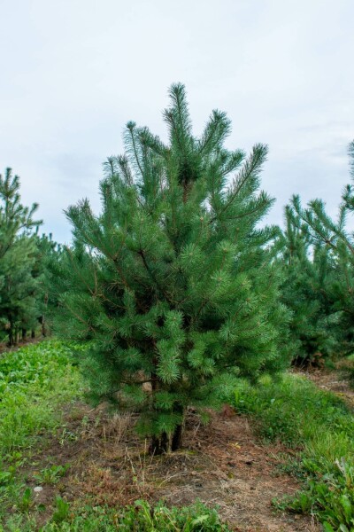 Gewöhnliche Kiefer Pinus sylvestris Mehrstämmig 200-250 T Pinus sylvestris Mehrstämmig 200-250
