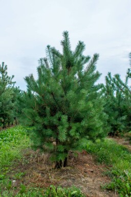 Gewöhnliche Kiefer Pinus sylvestris Mehrstämmig Pinus sylvestris Mehrstämmig