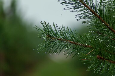 Gewöhnliche Kiefer Pinus sylvestris Mehrstämmig Pinus sylvestris Mehrstämmig