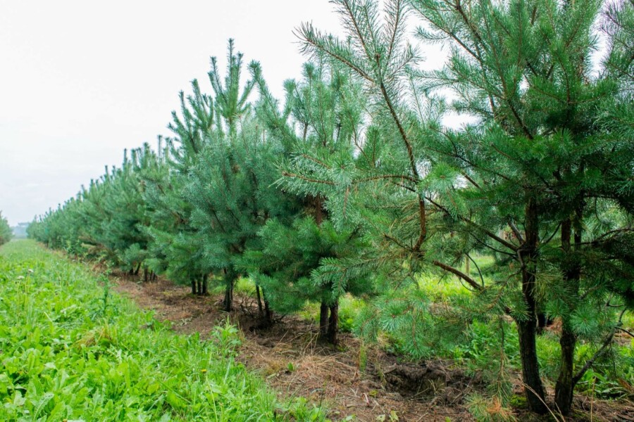 Gewöhnliche Kiefer Pinus sylvestris Mehrstämmig 200-250 T Pinus sylvestris Mehrstämmig 200-250