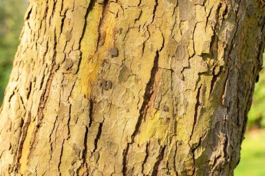 Ahornblättrige Platane Platanus x hispanica 'Alphen's Globe' Halbstamm Platanus x hispanica 'Alphen's Globe' Halbstamm