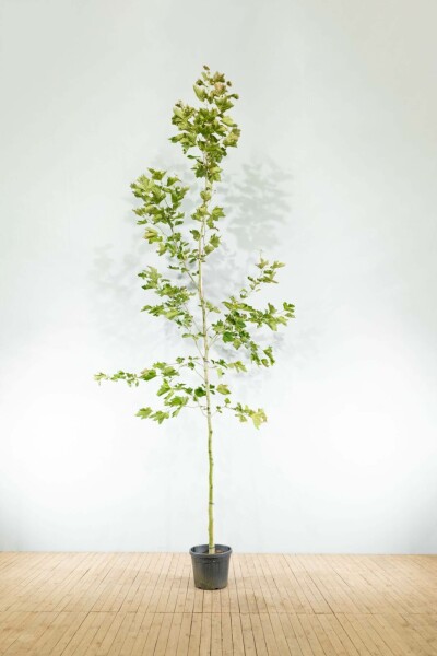 Ahornblättrige Platane Platanus x hispanica Hochstamm Stammumfang 16-18 T Platanus x hispanica Hochstamm 16/18