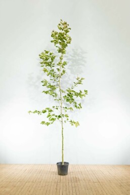Ahornblättrige Platane Platanus x hispanica Hochstamm Stammumfang 16-18 T Platanus x hispanica Hochstamm 16/18