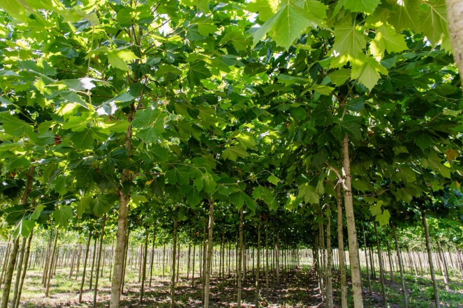 Ahornblättrige Platane Platanus x hispanica Hochstamm Stammumfang 16-18 T Platanus x hispanica Hochstamm 16/18