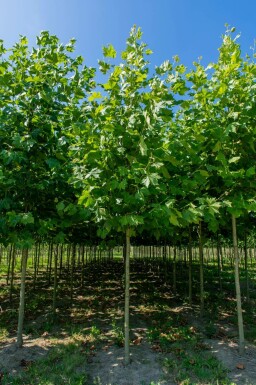 Ahornblättrige Platane Platanus x hispanica Hochstamm Stammumfang 16-18 T Platanus x hispanica Hochstamm 16/18