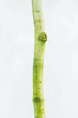 Ahornblättrige Platane Platanus x hispanica Mehrstämmig 250-300 T Platanus x hispanica Mehrstämmig 250-300