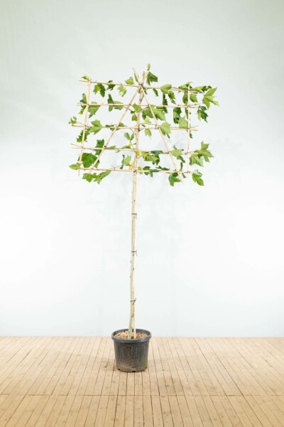 Ahornblättrige Platane Platanus x hispanica Spalierbaum Stammumfang 12-14 Stammhöhe 190 Spalier 150  Platanus x hispanica Spalierbaum 12/14 190cm Stamm 150b x 120h