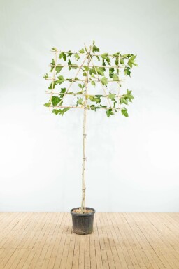 Ahornblättrige Platane Platanus x hispanica Spalierbaum Platanus x hispanica Spalierbaum