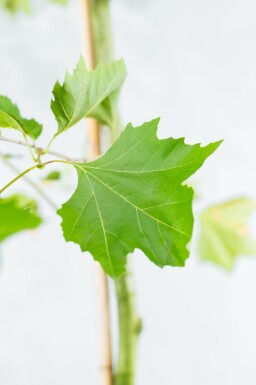 Ahornblättrige Platane Platanus x hispanica Spalierbaum Platanus x hispanica Spalierbaum