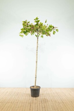 Ahornblättrige Platane Platanus x hispanica Dachform Stammumfang 8-10 Stammhöhe 240 Spalier 120 x 12 Platanus x hispanica Dachform 8/10 240cm Stamm 120x120