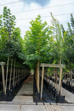 Ahornblättrige Platane Platanus x hispanica 'Malburg' Platanus x hispanica 'Malburg'