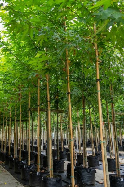 Ahornblättrige Platane Platanus x hispanica 'Malburg' Hochstamm Stammumfang 14-16 T Platanus x hispanica 'Malburg' Hochstamm 14/16