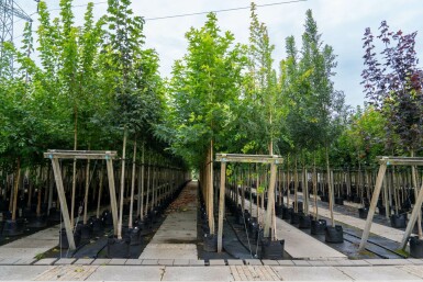 Ahornblättrige Platane Platanus x hispanica 'Malburg' Hochstamm Stammumfang 14-16 T Platanus x hispanica 'Malburg' Hochstamm 14/16