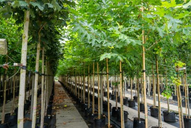 Ahornblättrige Platane Platanus x hispanica 'Malburg' Hochstamm Stammumfang 14-16 T Platanus x hispanica 'Malburg' Hochstamm 14/16