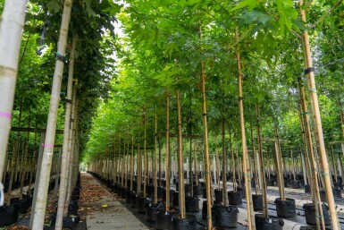 Ahornblättrige Platane Platanus x hispanica 'Malburg' Hochstamm Stammumfang 14-16 T Platanus x hispanica 'Malburg' Hochstamm 14/16