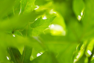 Ahornblättrige Platane Platanus x hispanica 'Malburg' Hochstamm Stammumfang 14-16 T Platanus x hispanica 'Malburg' Hochstamm 14/16