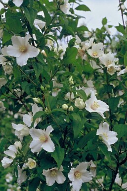 Großblütiger Pfeifenstrauch Philadelphus 'Belle Etoile' Strauch 15-20 Topf 2 ltr. (C2)