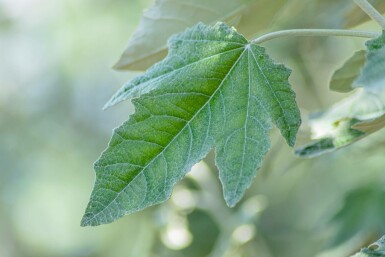 Silber-Pappel Populus alba Hochstamm Stammumfang 10-12 T Populus alba Hochstamm 10/12