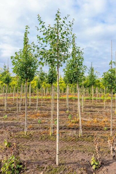 Populus tremula Hochstamm 10/12