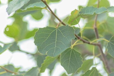 Populus tremula Hochstamm 10/12