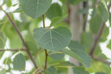 Populus tremula Hochstamm 10/12
