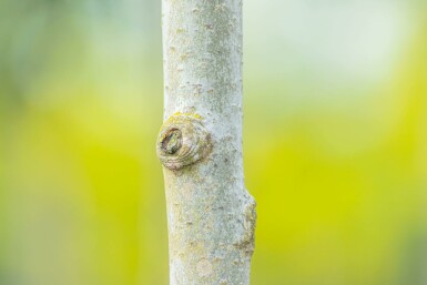 Populus tremula Hochstamm 10/12