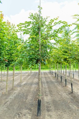 Frühlingskirsche Prunus 'Accolade' Prunus 'Accolade'