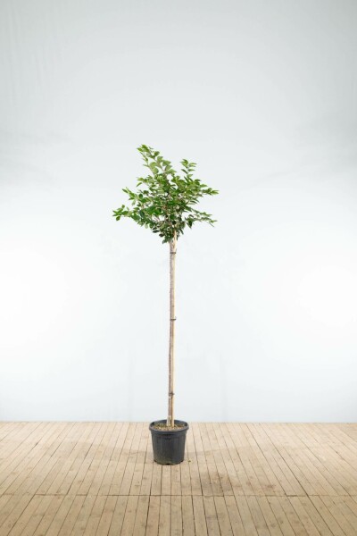 Frühlingskirsche Prunus 'Accolade' Hochstamm T Prunus 'Accolade' Hochstamm 180 cm