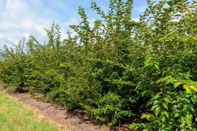 Frühlingskirsche Prunus 'Accolade' Mehrstämmig Prunus 'Accolade' Mehrstämmig