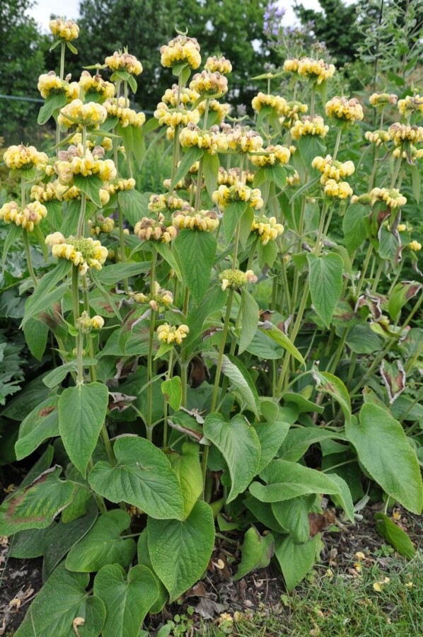 Brandkraut Phlomis russeliana 5-10 Topf 9x9 cm (P9) Phlomis russeliana