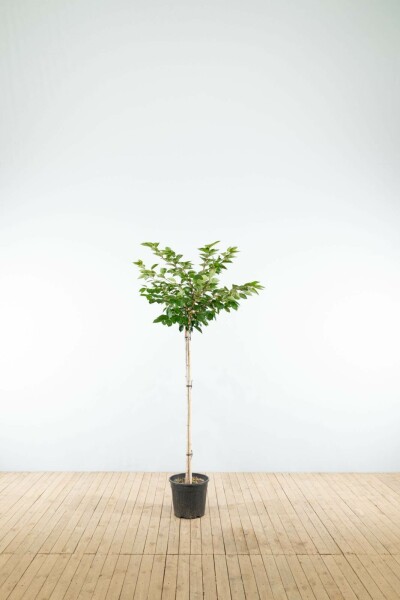 Frühlingskirsche Prunus 'Accolade' Halbstamm Stammhöhe 120 T Prunus 'Accolade' Halbstamm 120cm Stamm