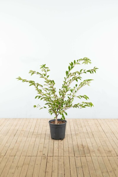 Frühlingskirsche Prunus 'Accolade' Strauch 80-100 T Prunus 'Accolade' Strauch 80-100