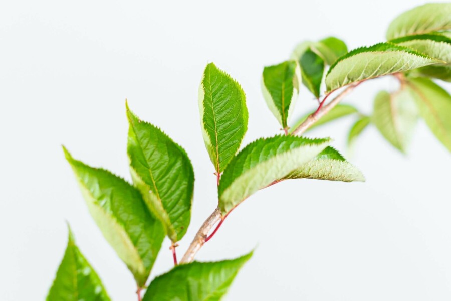 Frühlingskirsche Prunus 'Accolade' Strauch 80-100 T Prunus 'Accolade' Strauch 80-100