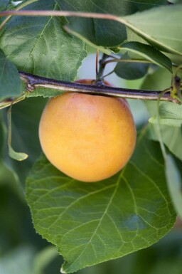 Aprikosenbaum Prunus armeniaca Hochstamm Prunus armeniaca Hochstamm