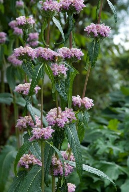 Knollen-Bandkraut Phlomis tuberosa 5-10 Topf 9x9 cm (P9) Phlomis tuberosa