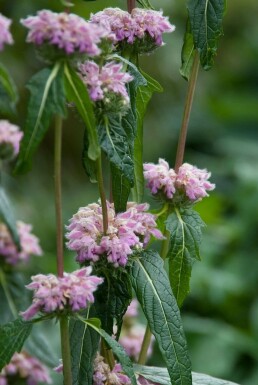 Knollen-Bandkraut Phlomis tuberosa 5-10 Topf 9x9 cm (P9) Phlomis tuberosa