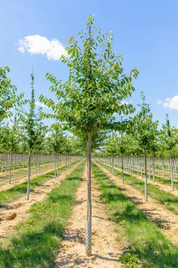 Vogel-Kirsche Prunus avium Prunus avium