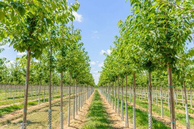 Vogel-Kirsche Prunus avium Hochstamm Stammumfang 20-25 T Prunus avium Hochstamm 20/25