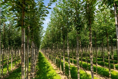 Vogel-Kirsche Prunus avium Hochstamm Stammumfang 20-25 T Prunus avium Hochstamm 20/25