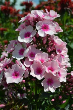 Beet-Flammenblume Phlox paniculata 'Bright Eyes' 5-10 Topf 9x9 cm (P9)