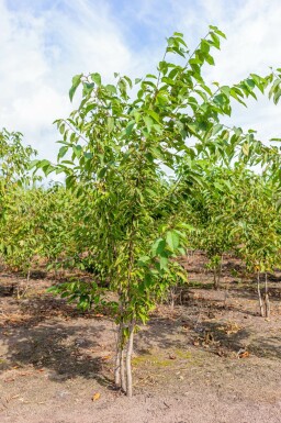 Vogel-Kirsche Prunus avium Mehrstämmig Prunus avium Mehrstämmig