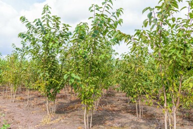 Vogel-Kirsche Prunus avium Mehrstämmig Prunus avium Mehrstämmig