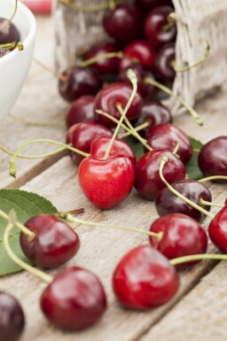 Vogel-Kirsche Prunus avium Mehrstämmig 200-250 T Prunus avium Mehrstämmig 200-250